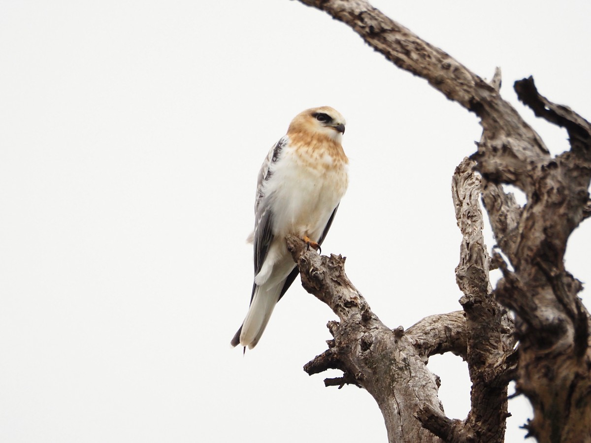 Elanio Australiano - ML646834326