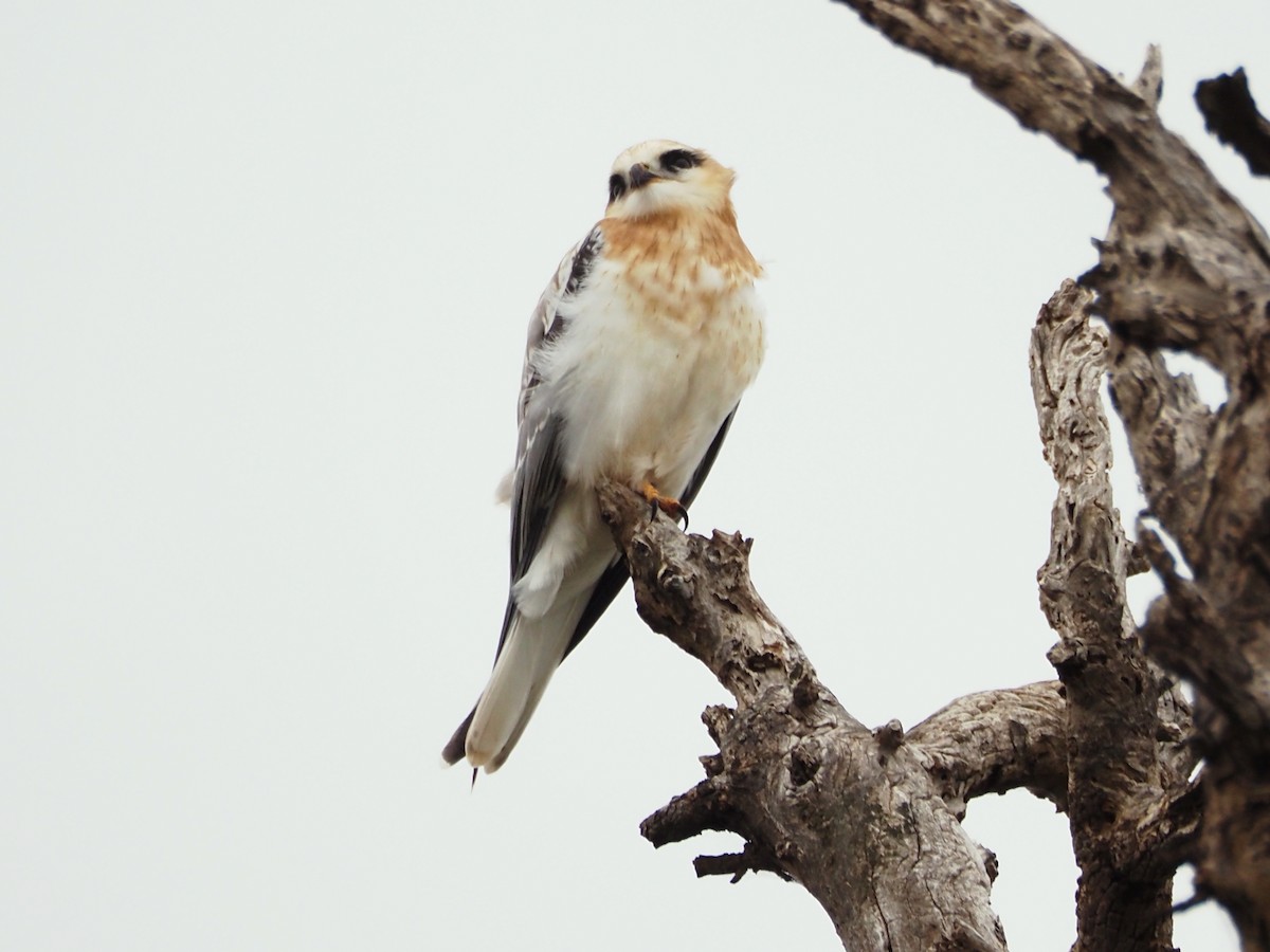 Elanio Australiano - ML646834327