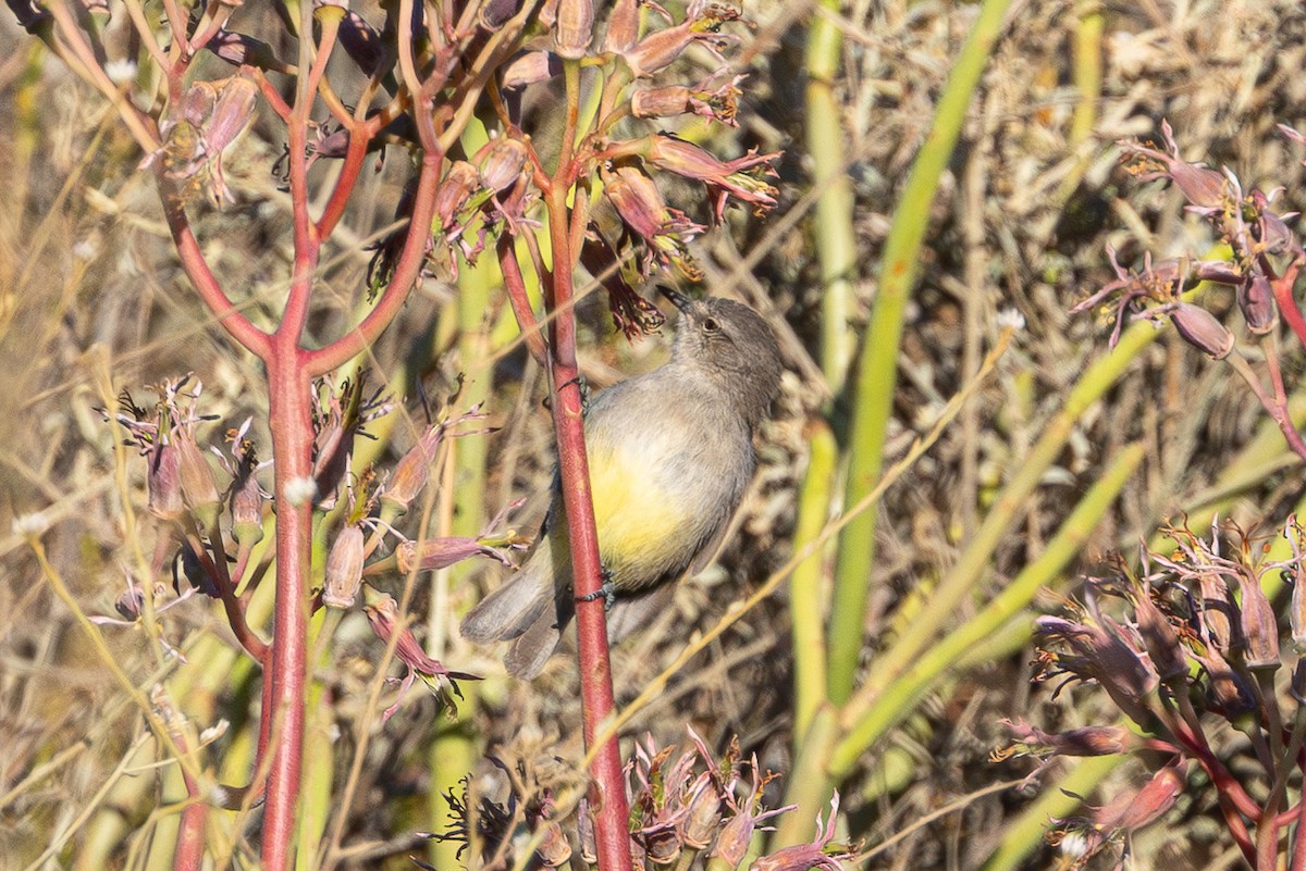 Eremomela Ventrigualda - ML646834328