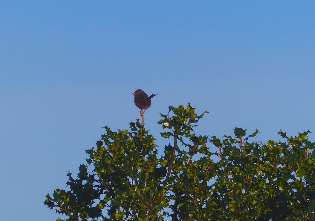 Curruca Rabilarga - ML646834329