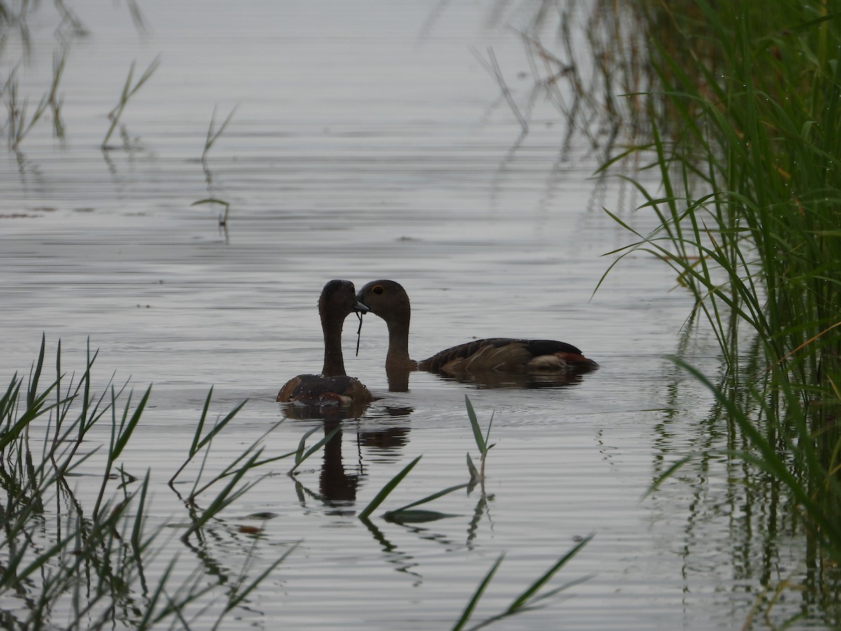 Suirirí de Java - ML646834330