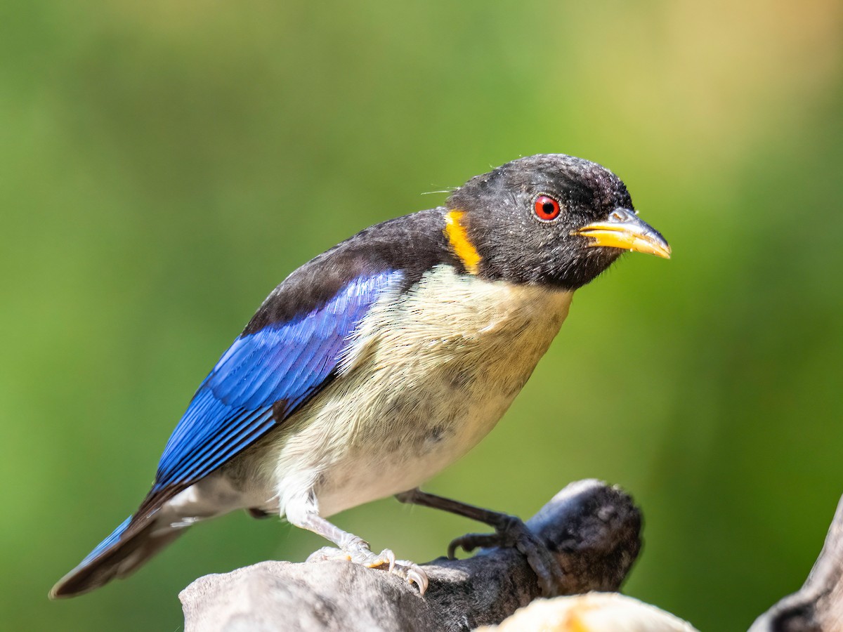 Mielerito Collarejo - ML646834332