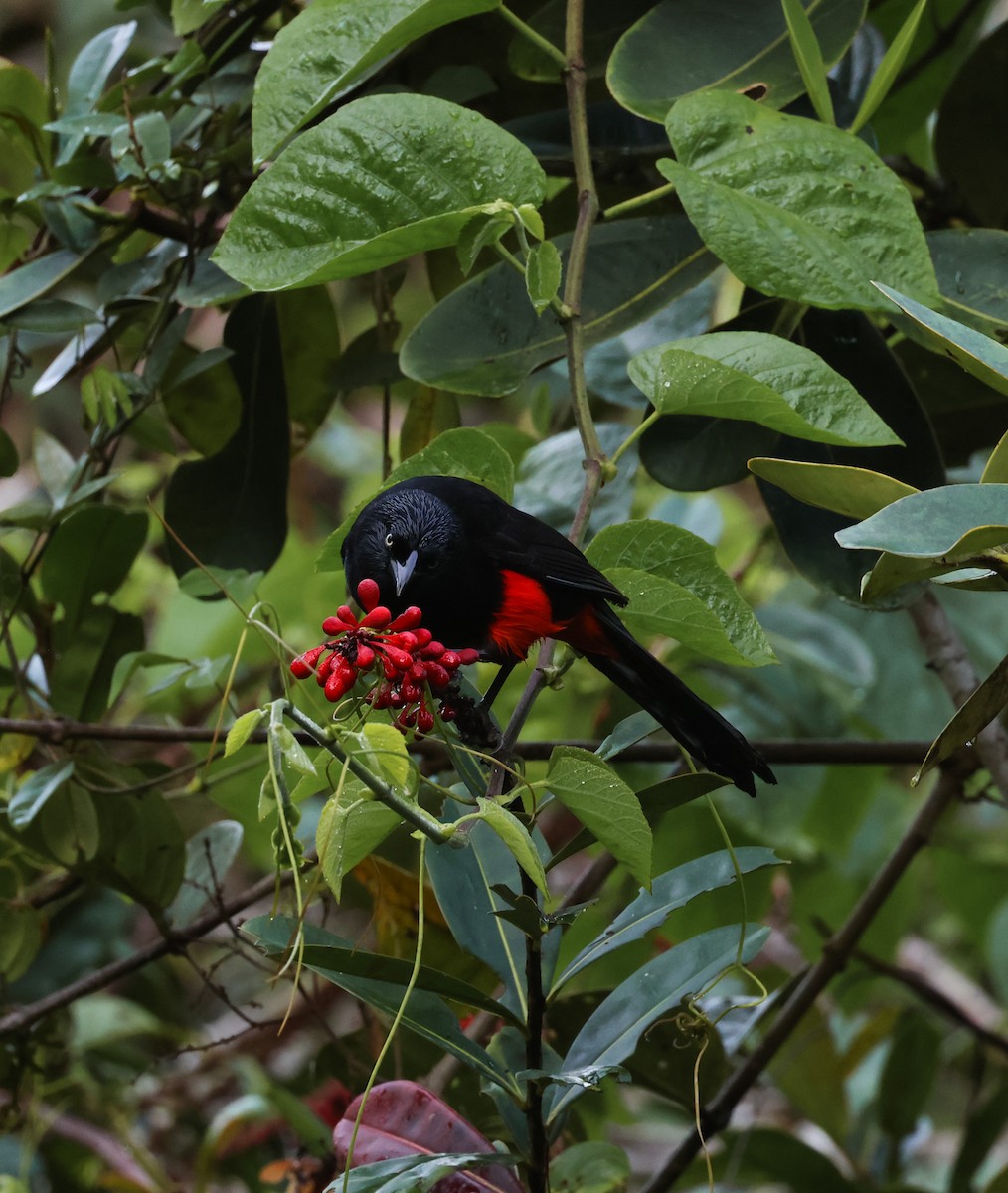 Chango Ventrirrojo - ML646834333