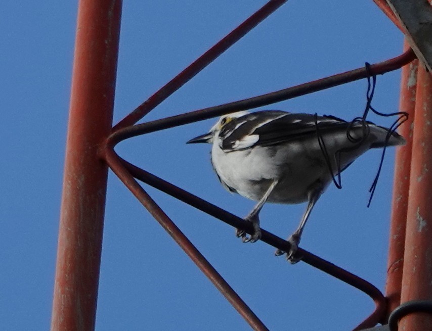 Estornino Cuellinegro - ML646834336