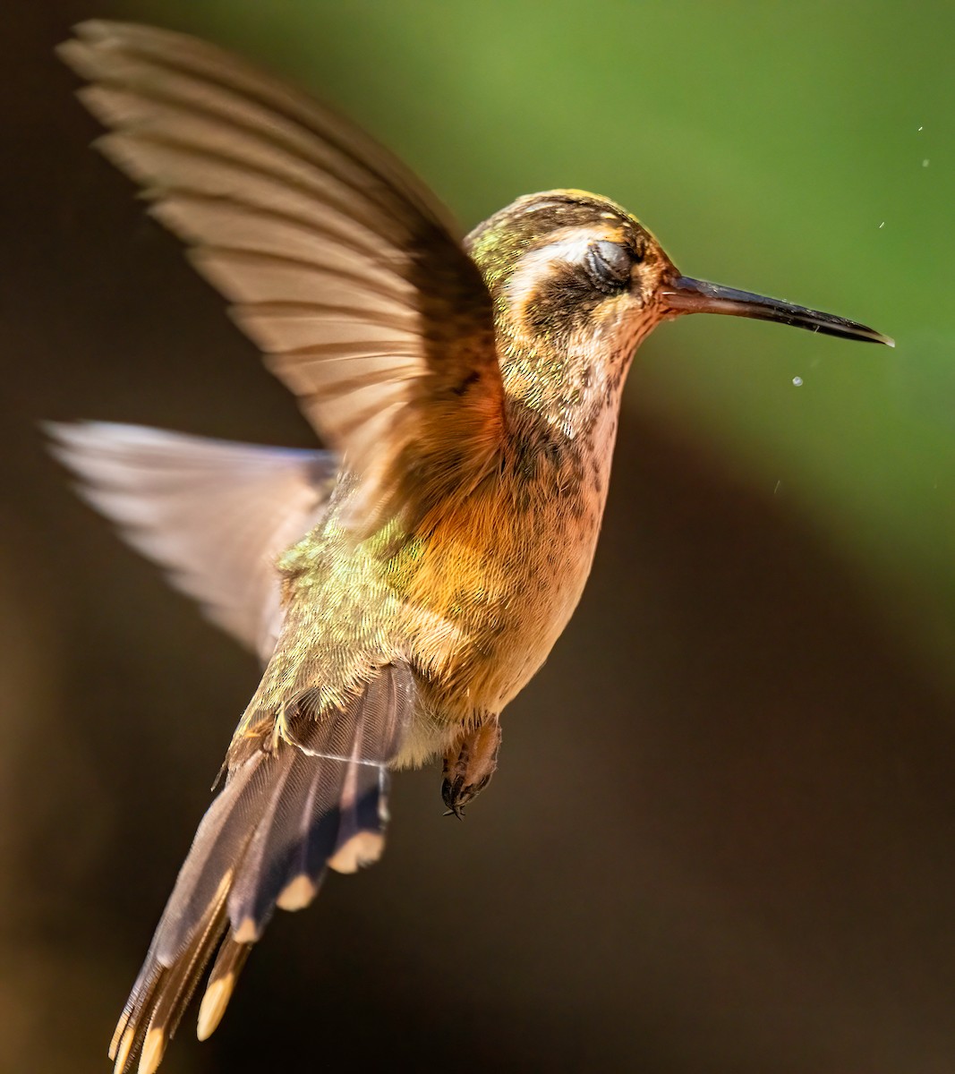 Colibrí Jaspeado - ML646834337