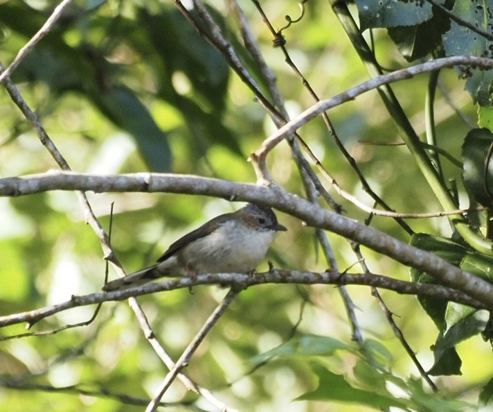 Yuhina Estriada - ML646834345