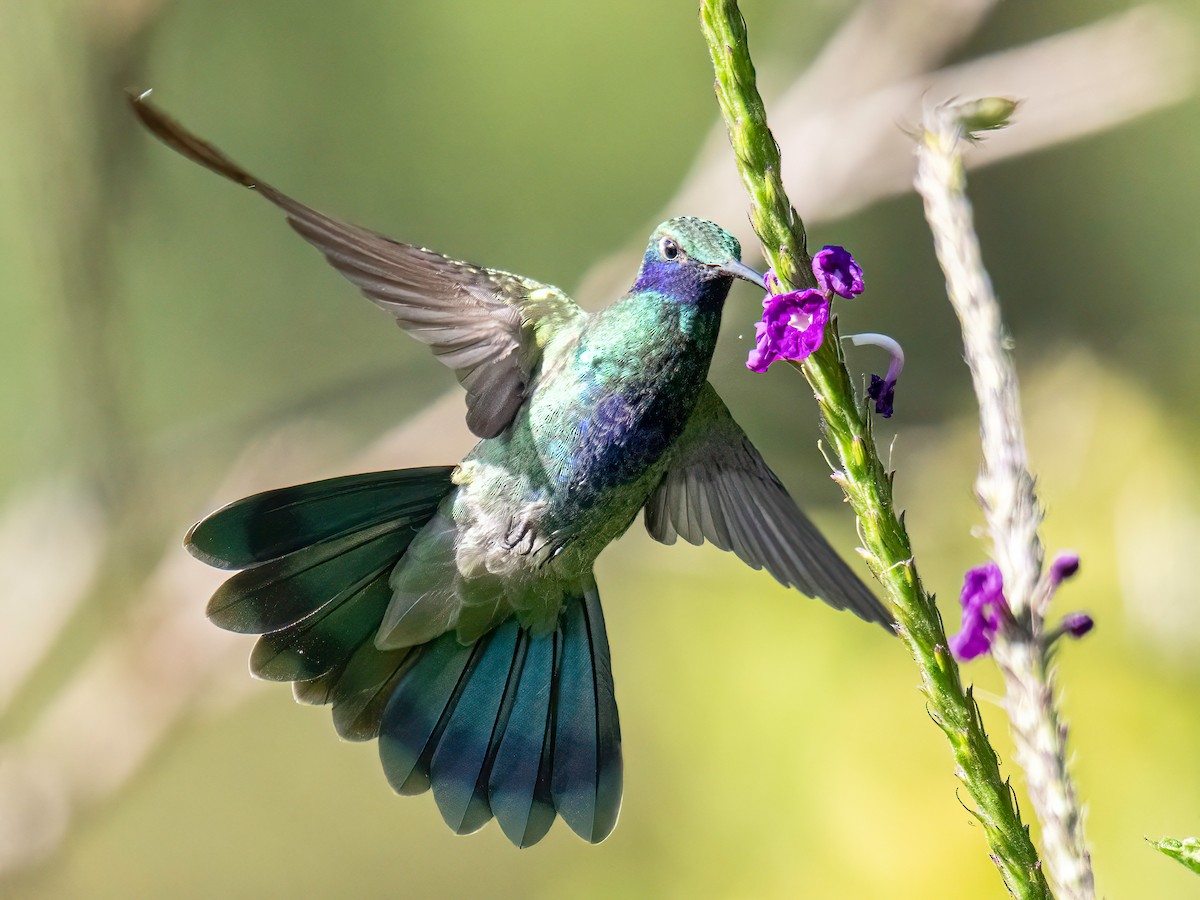 fiolørekolibri - ML646834351