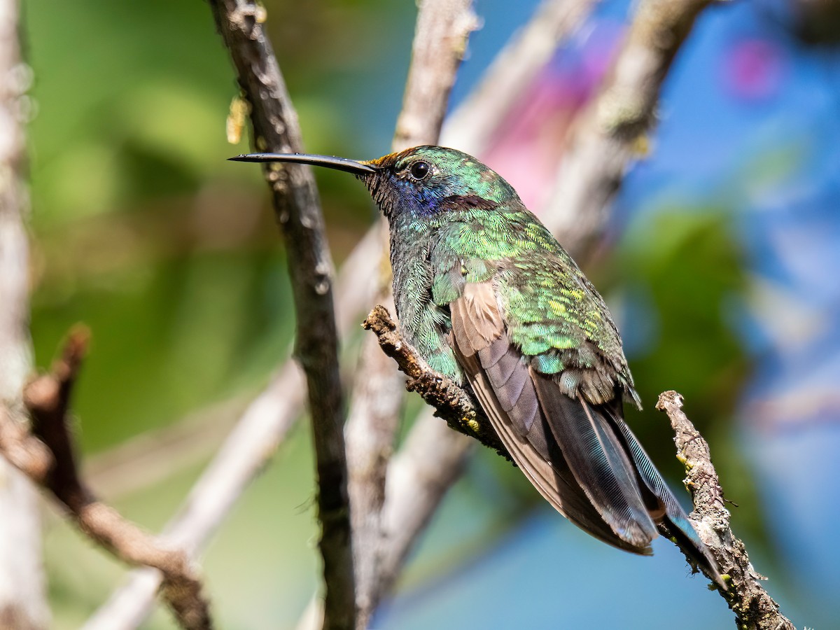 fiolørekolibri - ML646834352