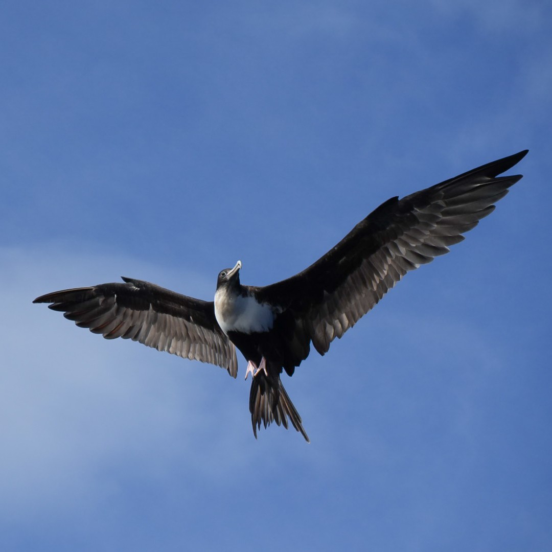 軍艦鳥 - ML646834353