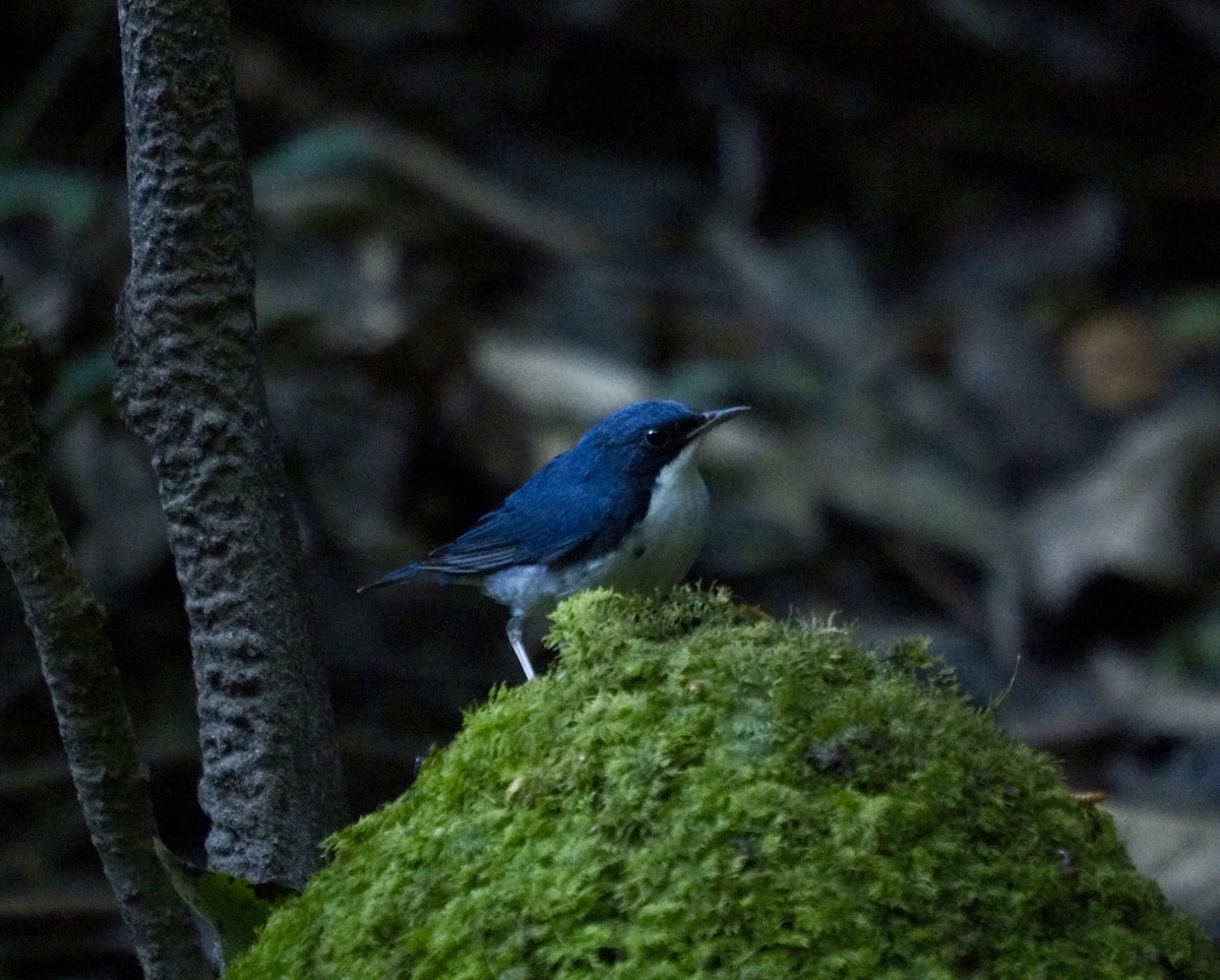 Siberian Blue Robin - ML646834354