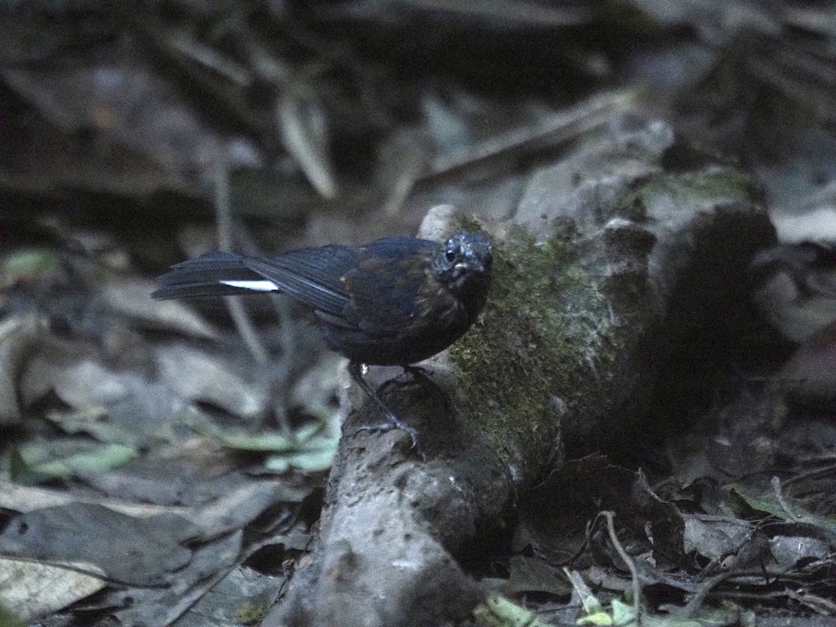 White-tailed Robin - ML646834356
