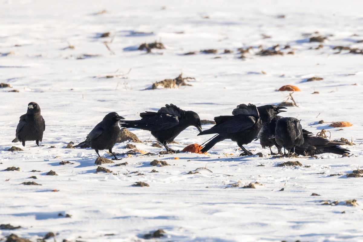 Common Raven - ML646834358