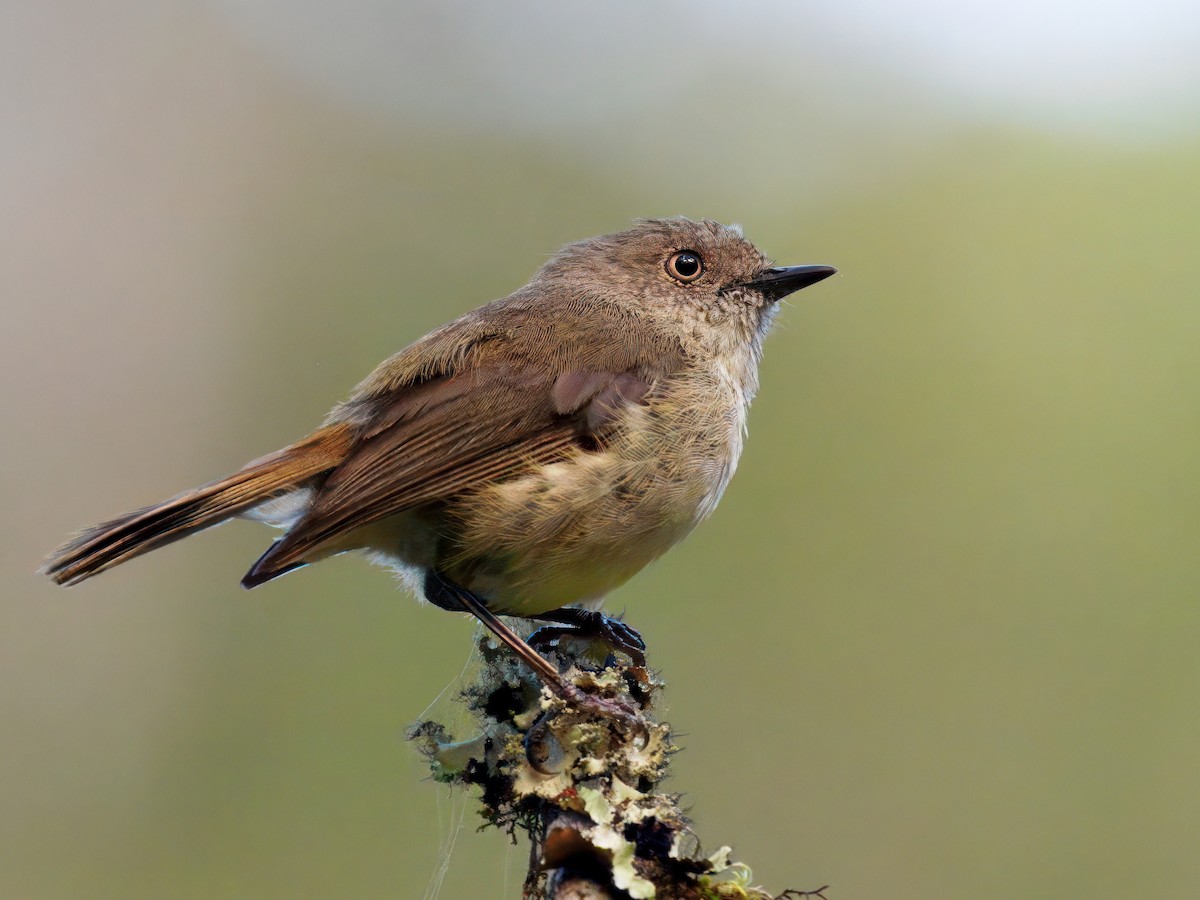 Mountain Thornbill - ML646834361