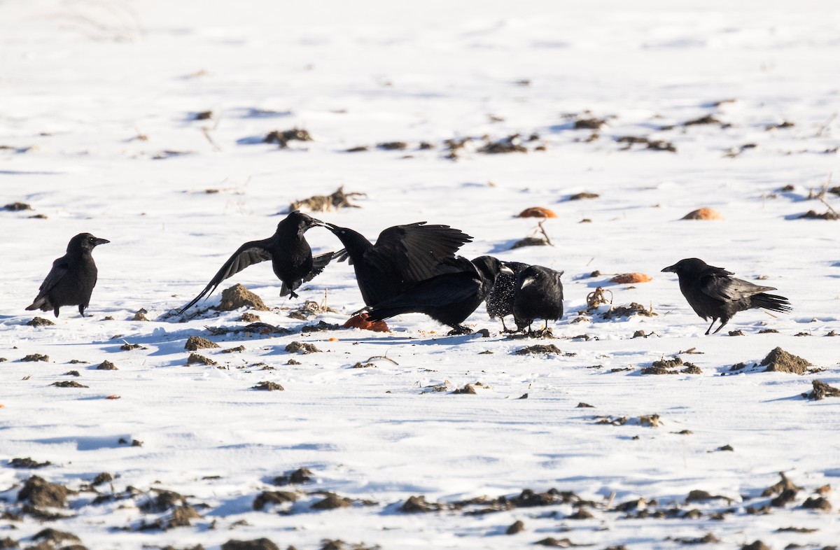 American Crow - ML646834364