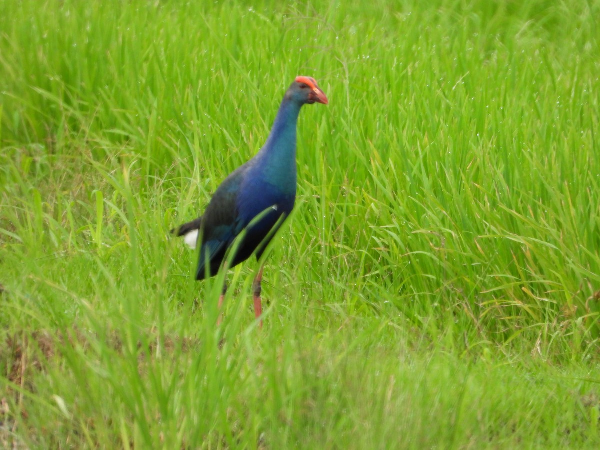 Pollo sultano testagrigia - ML646834365