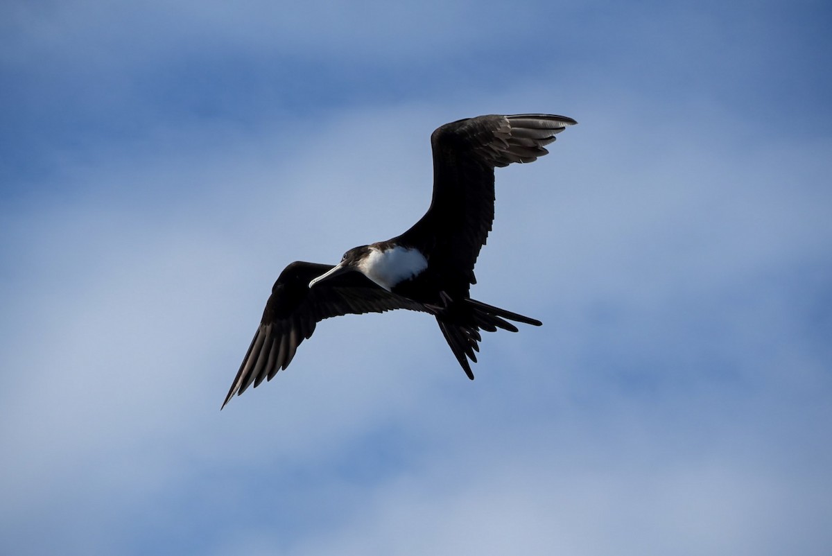 軍艦鳥 - ML646834370