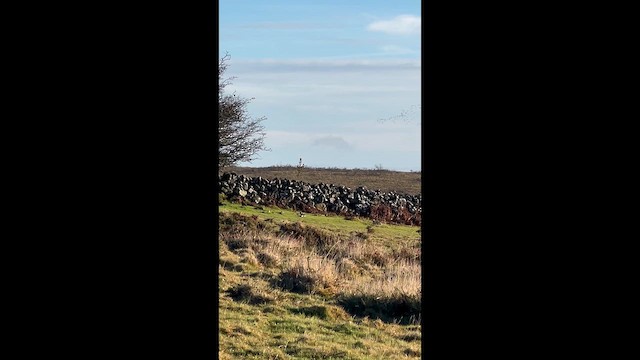 European Golden-Plover - ML646834371