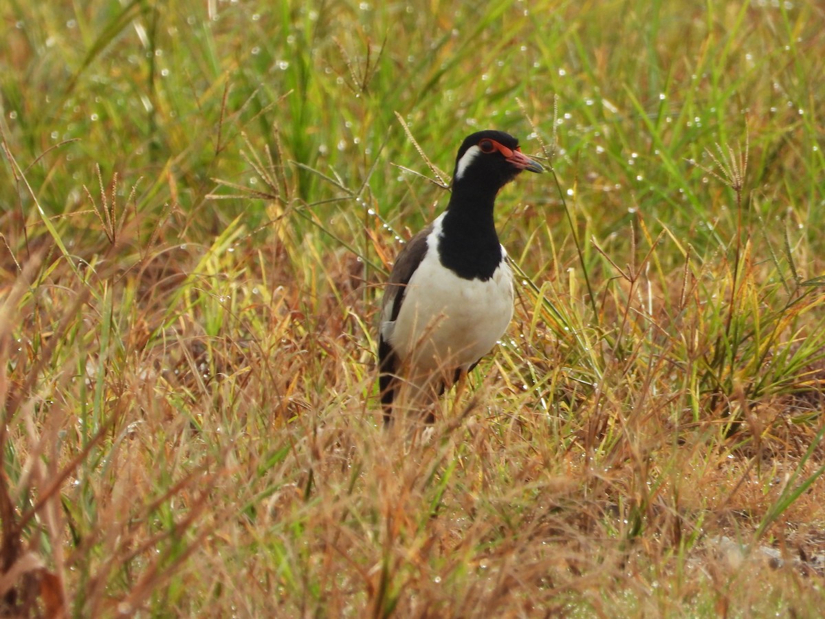 Red-wattled Lapwing - ML646834379