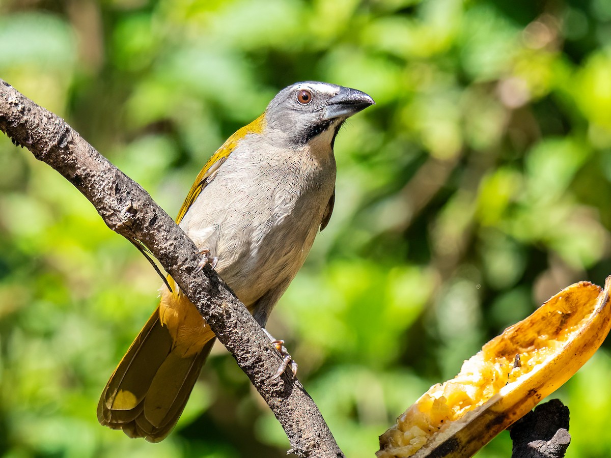 Buntkehlsaltator - ML646834380