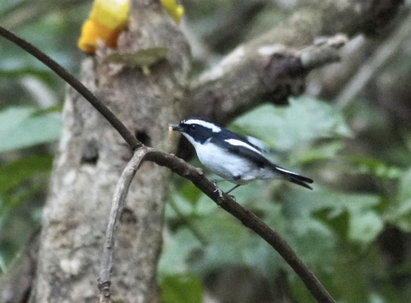 Little Pied Flycatcher - ML646834381
