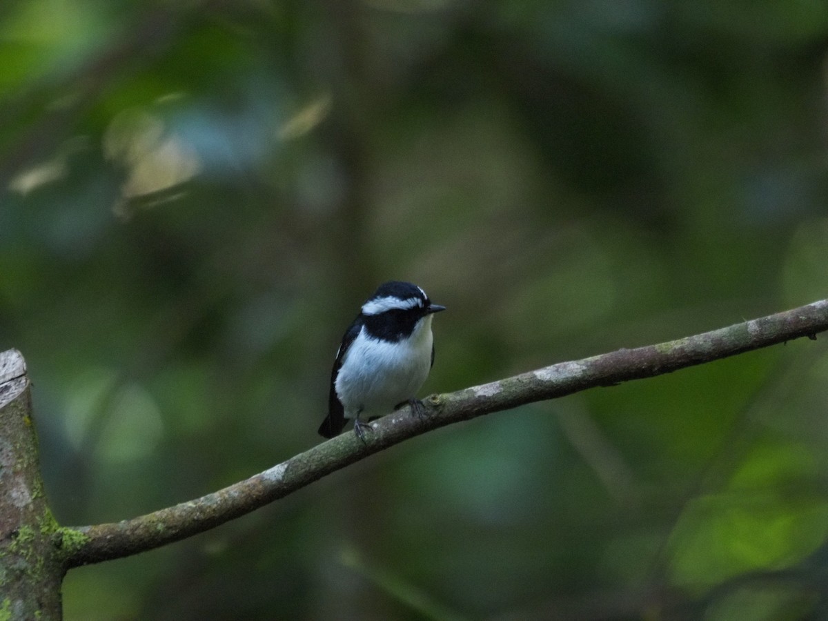Little Pied Flycatcher - ML646834382