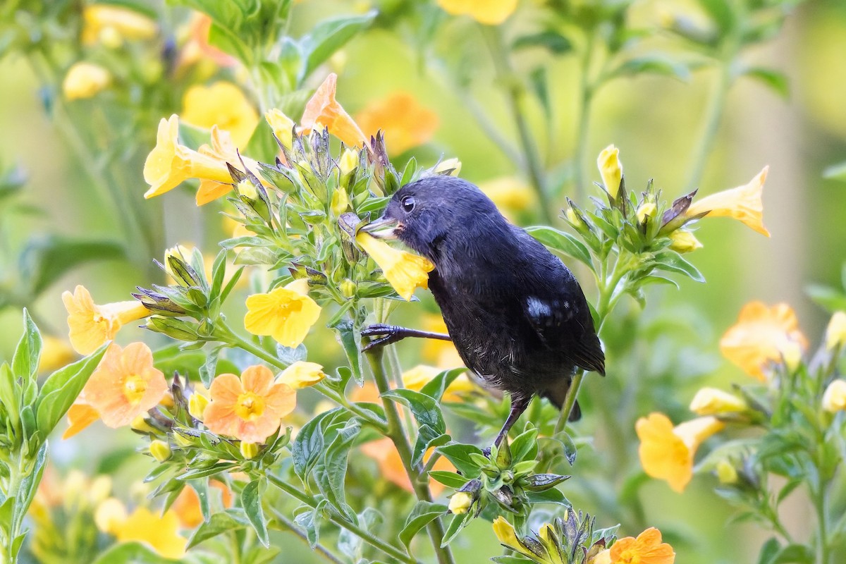 Glossy Flowerpiercer - ML646834387