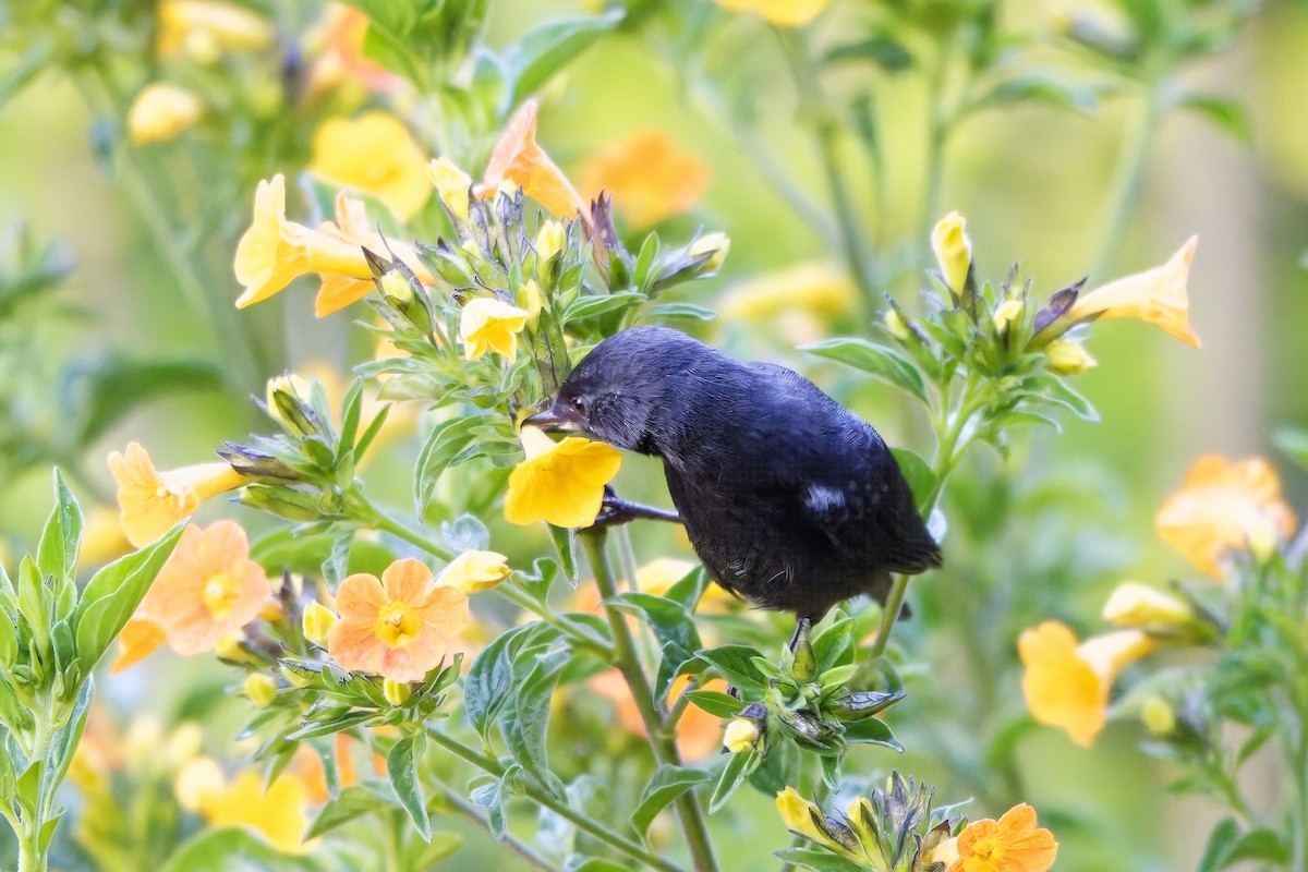 アオカタハナサシミツドリ - ML646834388