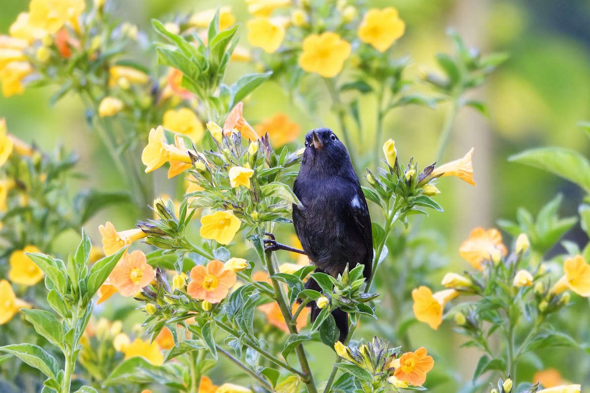 アオカタハナサシミツドリ - ML646834389