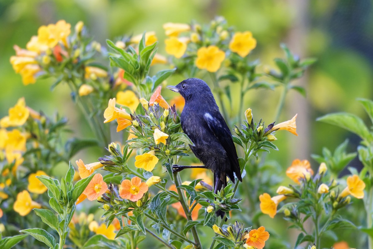 アオカタハナサシミツドリ - ML646834390