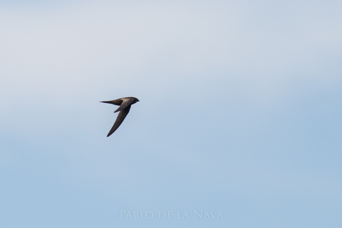 African Swift - ML646834391