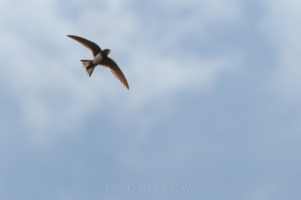 Серпокрилець білочеревий - ML646834401