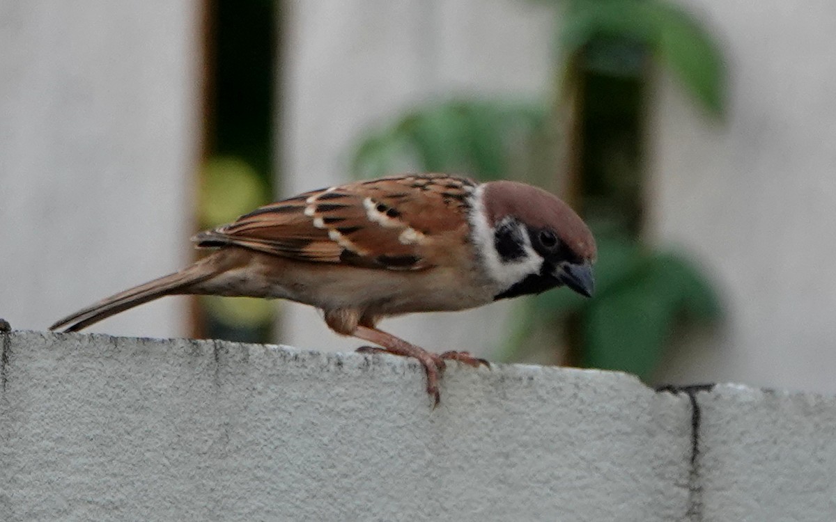 Ağaç Serçesi - ML646834402