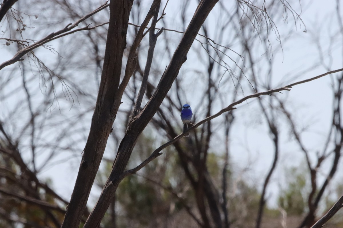 Роскошный малюр - ML646834416