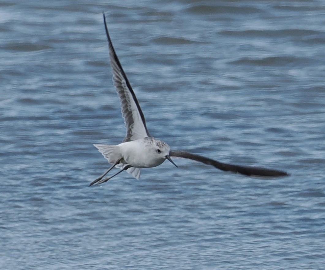 Marsh Sandpiper - ML646834427