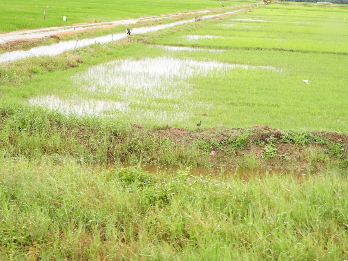 White-breasted Waterhen - ML646834439