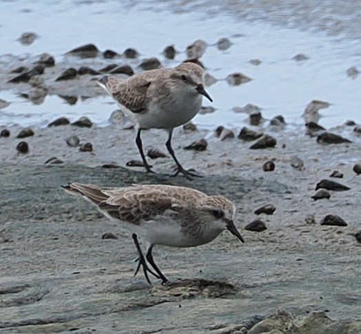 Red-necked Stint - ML646834440
