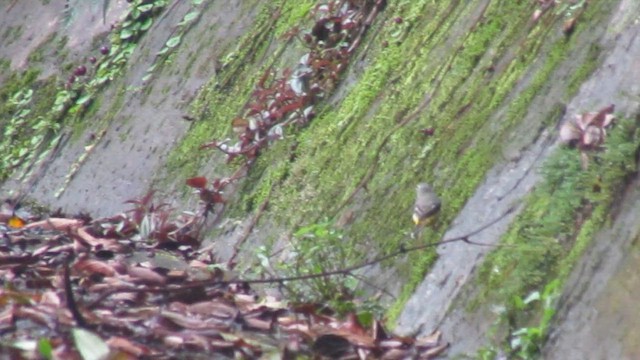 Gray Wagtail - ML646834441