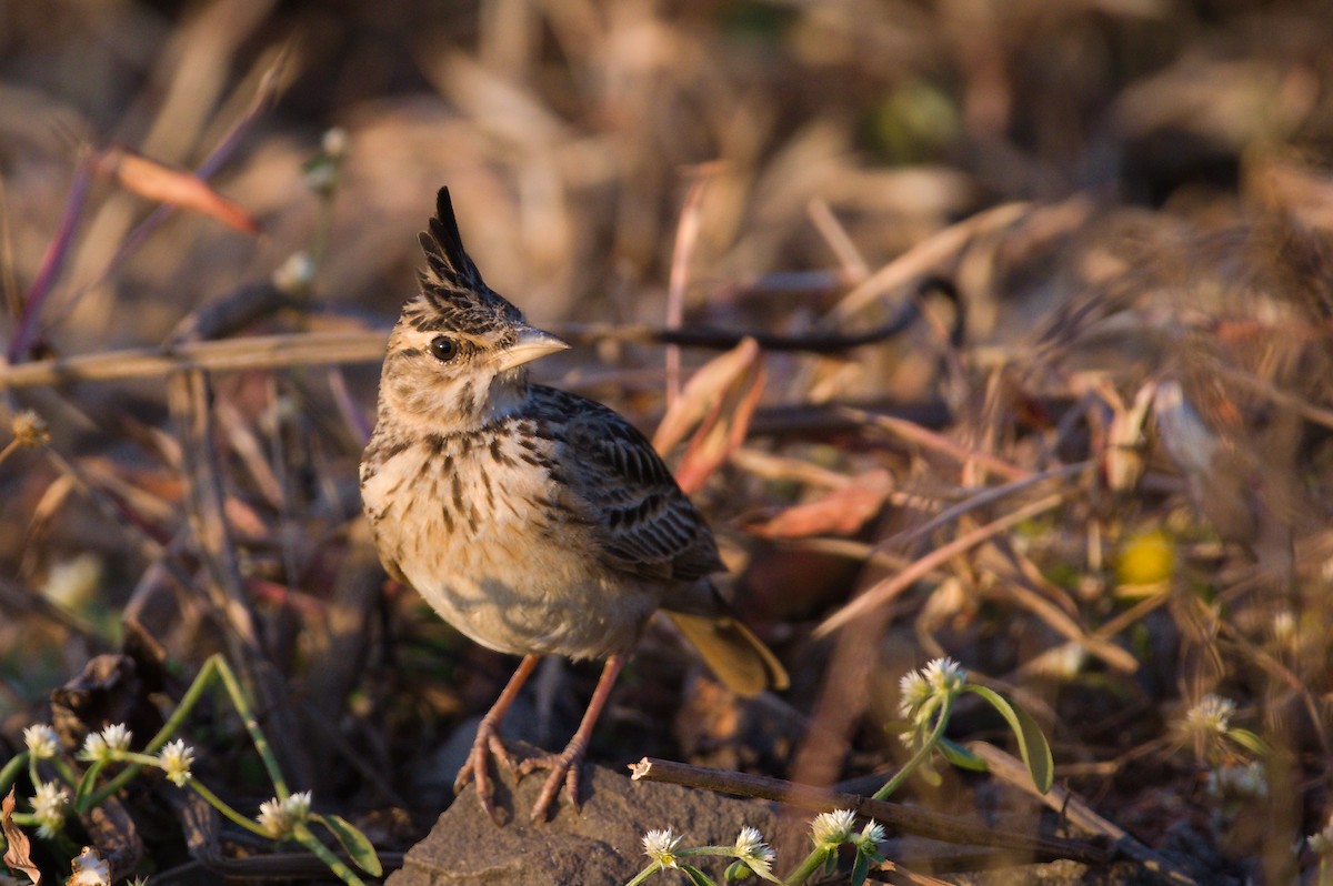 Malabar Lark - ML646834442