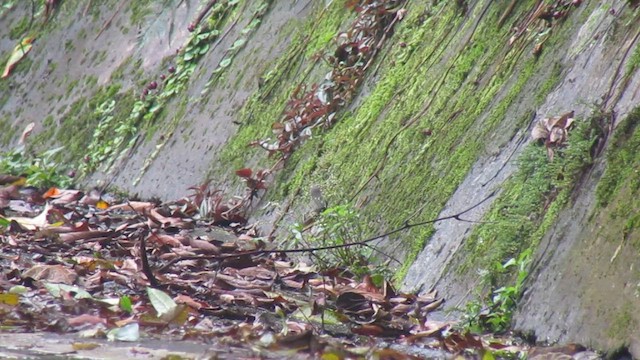 Gray Wagtail - ML646834443