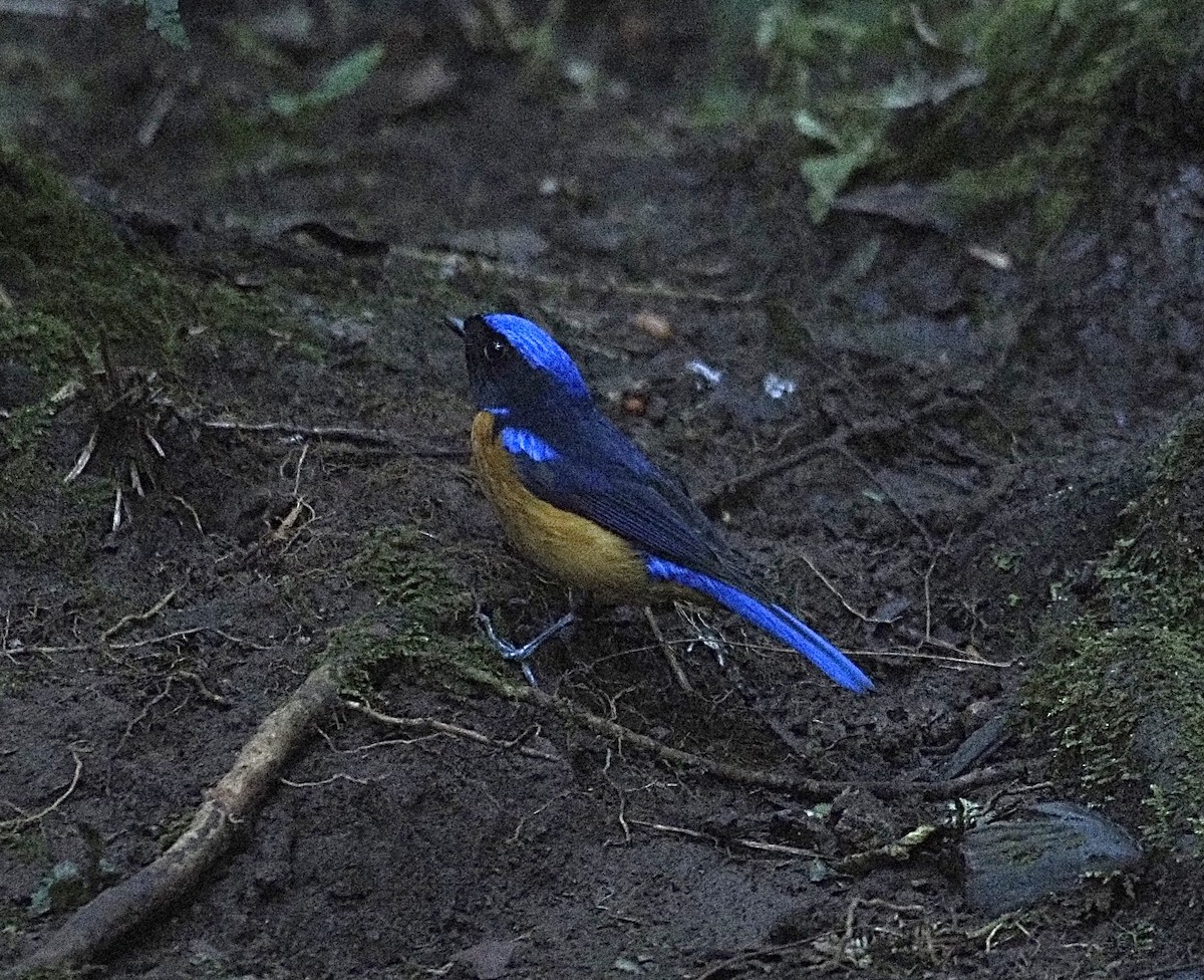 Rufous-bellied Niltava - ML646834444