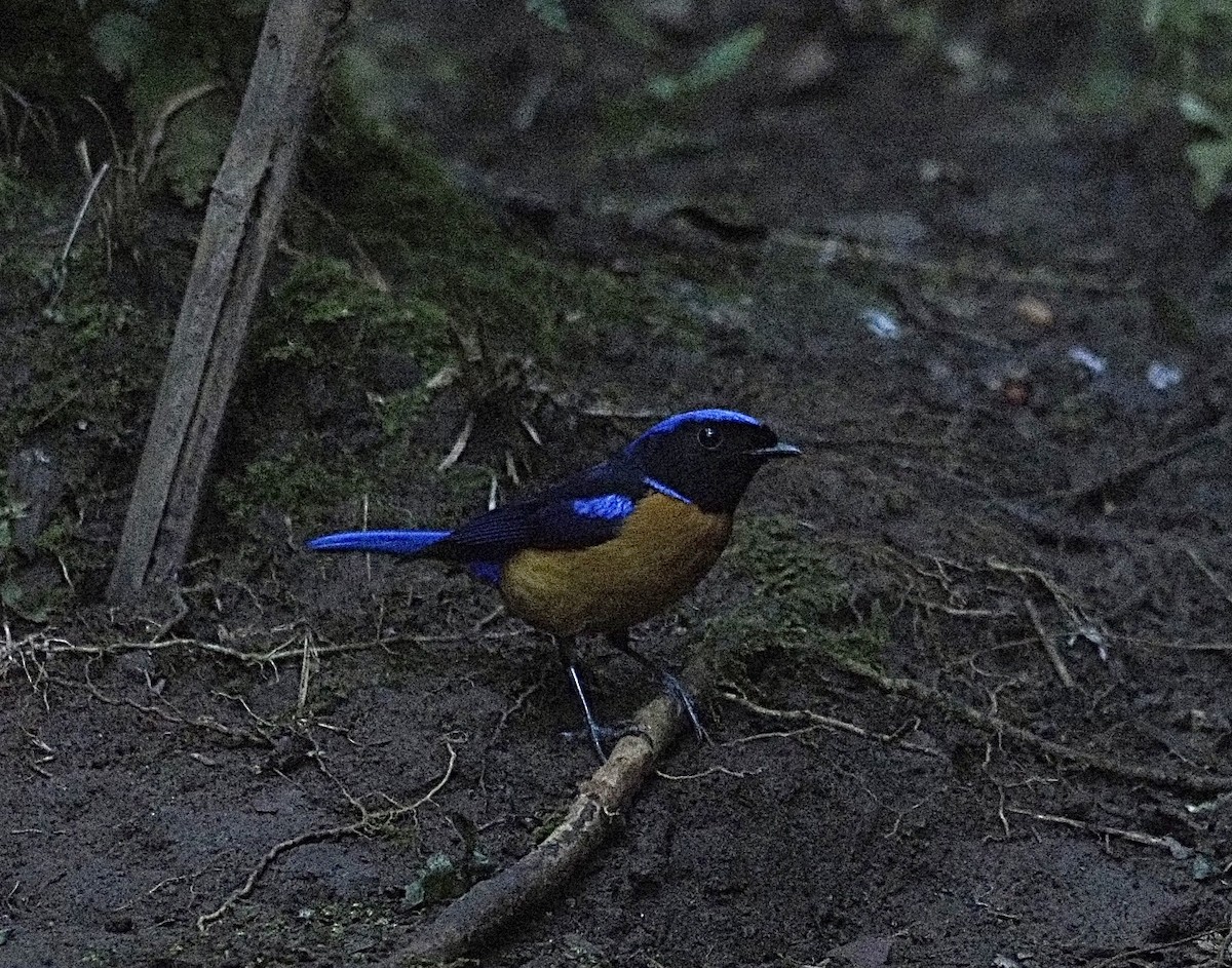 Rufous-bellied Niltava - ML646834445