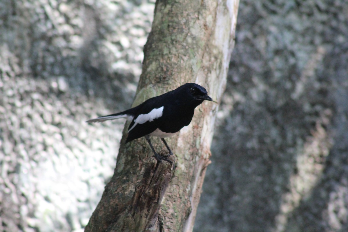 orientskjæreskvett - ML646834446