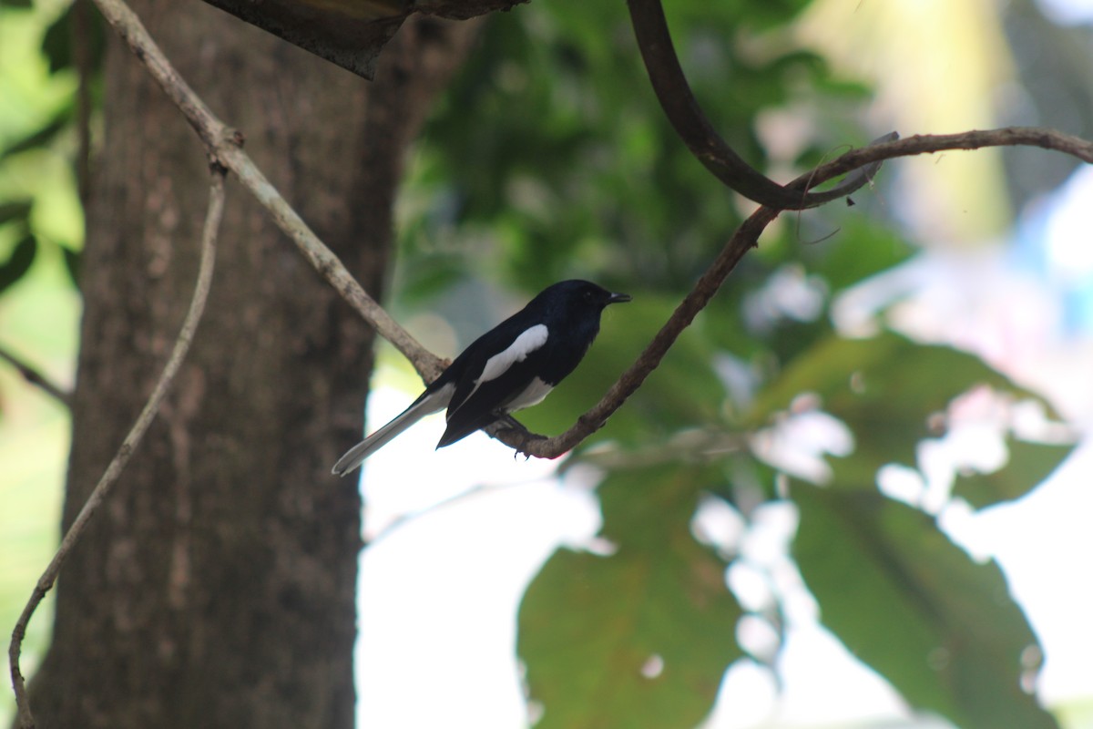 orientskjæreskvett - ML646834447