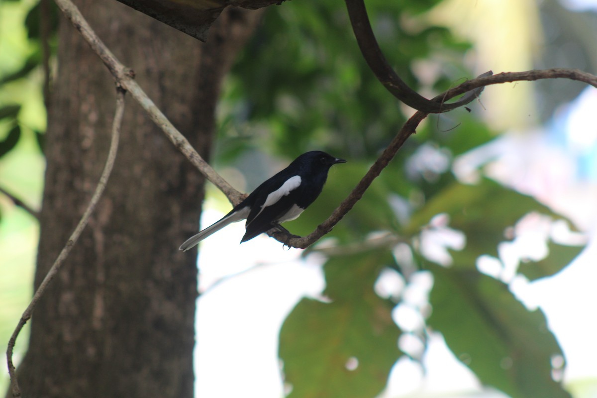 orientskjæreskvett - ML646834450