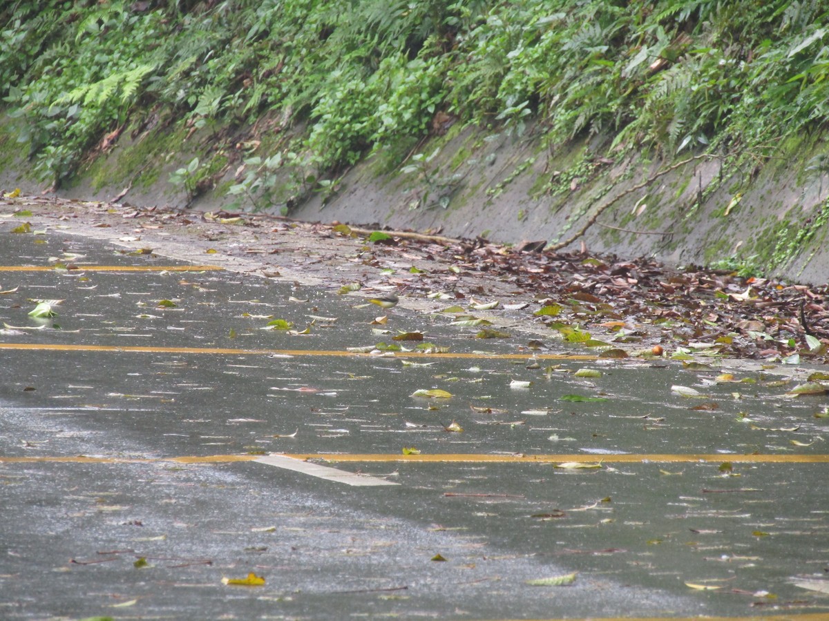 Gray Wagtail - ML646834453