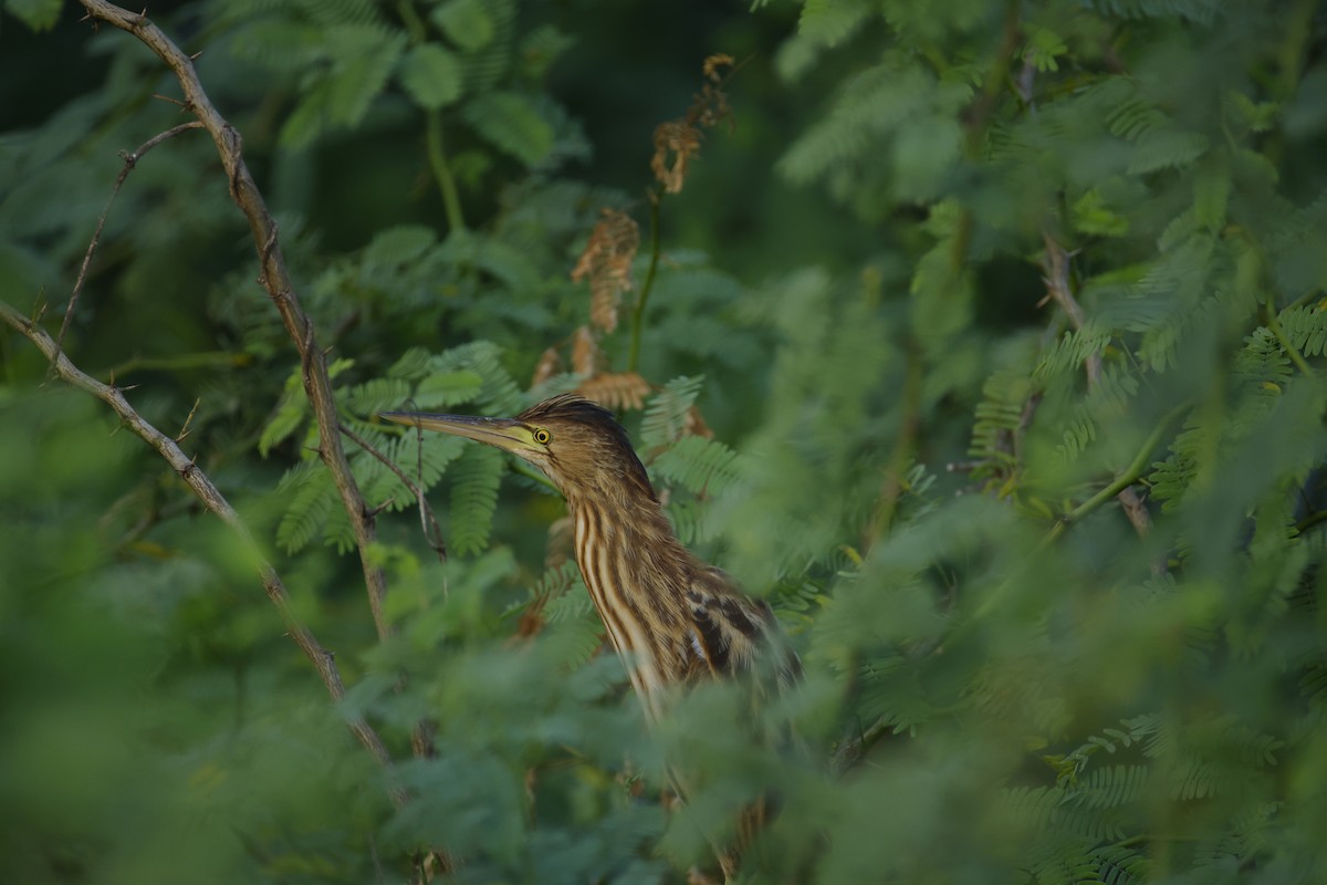 okerrørdrum - ML646834454