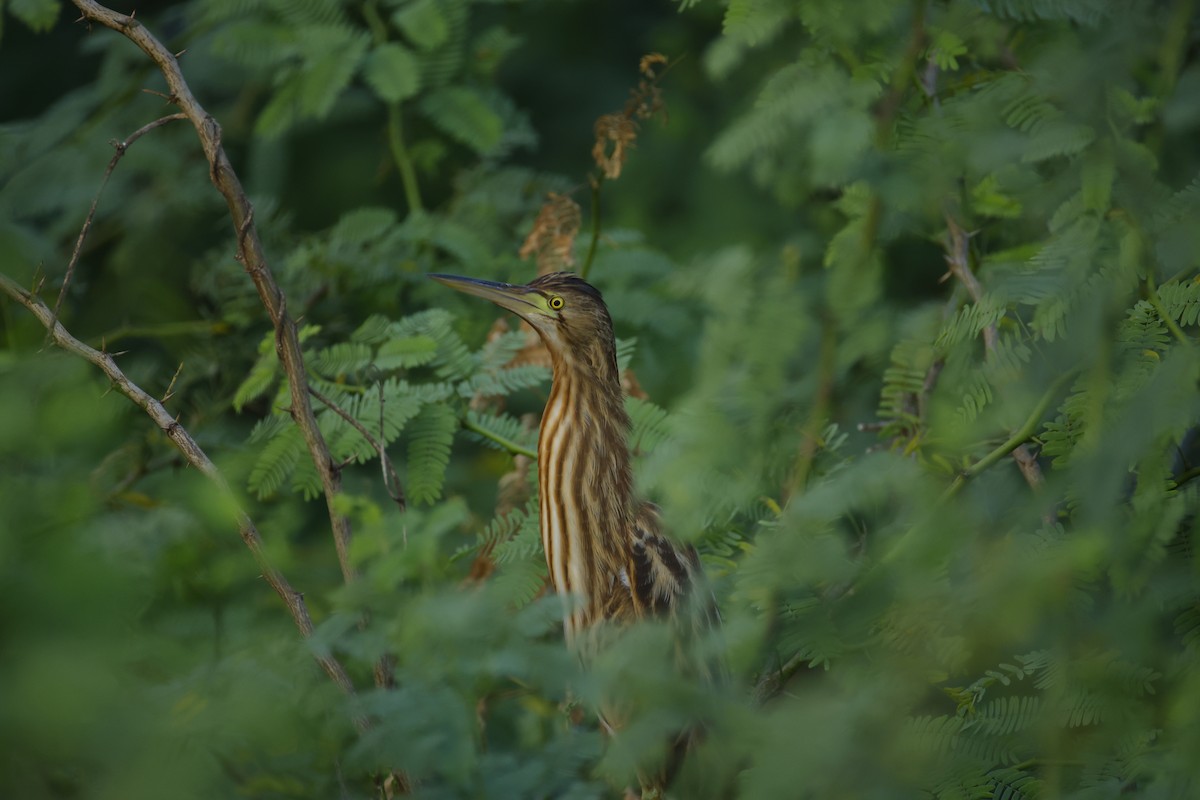 Sarı Küçük Balaban - ML646834456