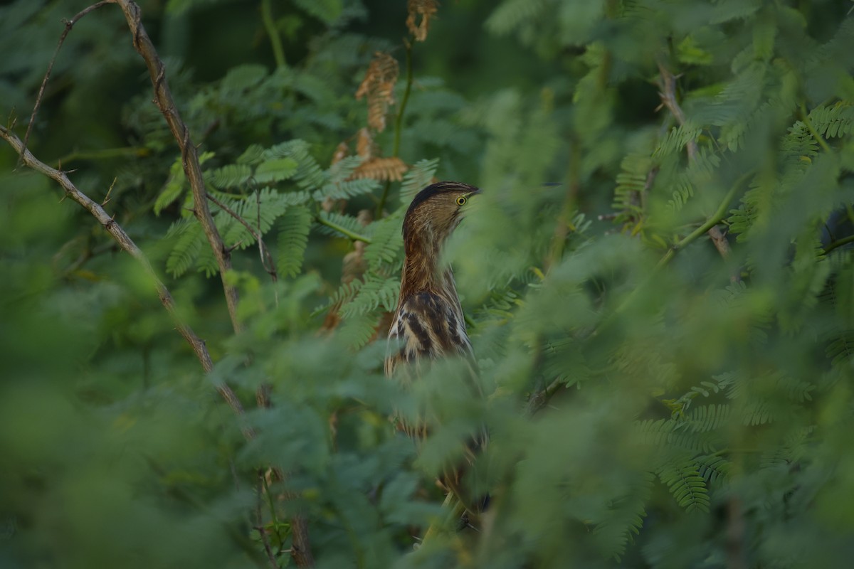 Sarı Küçük Balaban - ML646834457