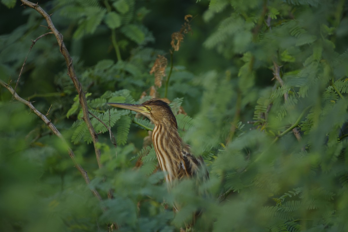 Sarı Küçük Balaban - ML646834458