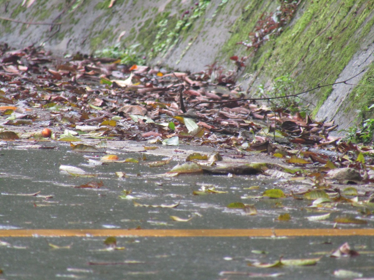 Gray Wagtail - ML646834459